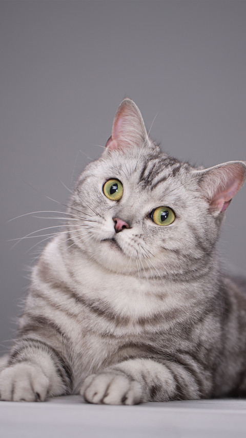 A solidcolor background of a american shorthair cat screenshot