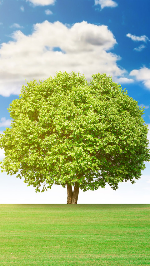 Green Grass And Blue Sky screenshot