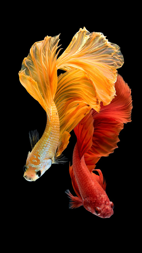 Development history of fish culture in China 57 screenshot