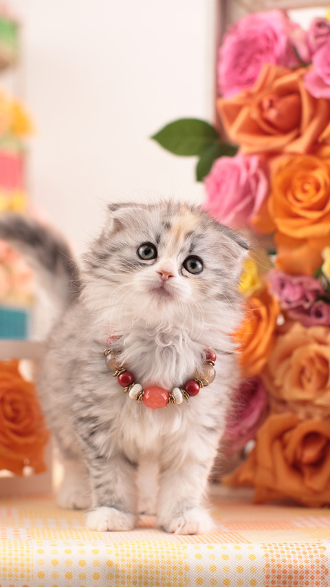 A little cat with folded ears by the rose wall screenshot