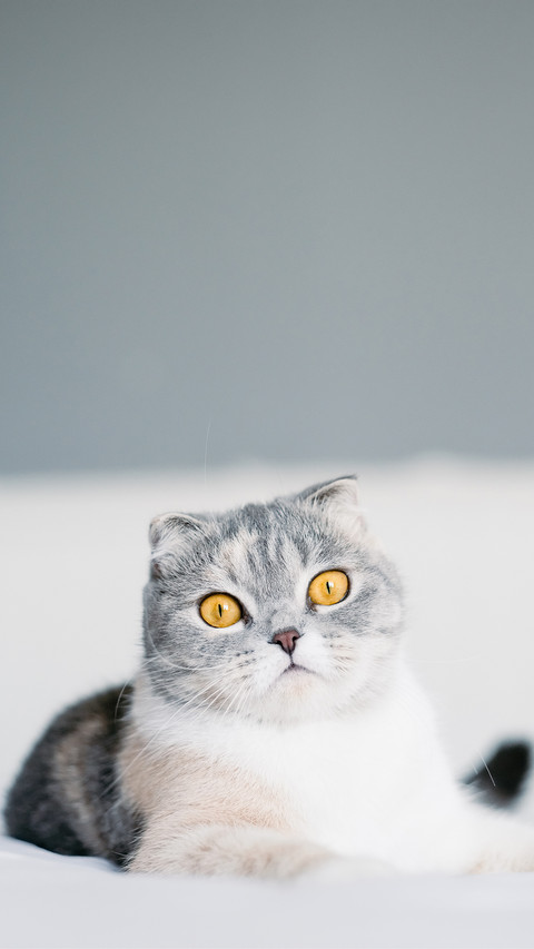 Men under pressure are suitable for keeping cats 8 screenshot