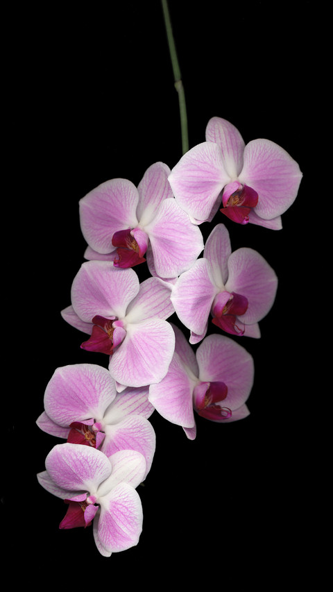 Knowledge of commonly used fresh cut flowers 9 screenshot