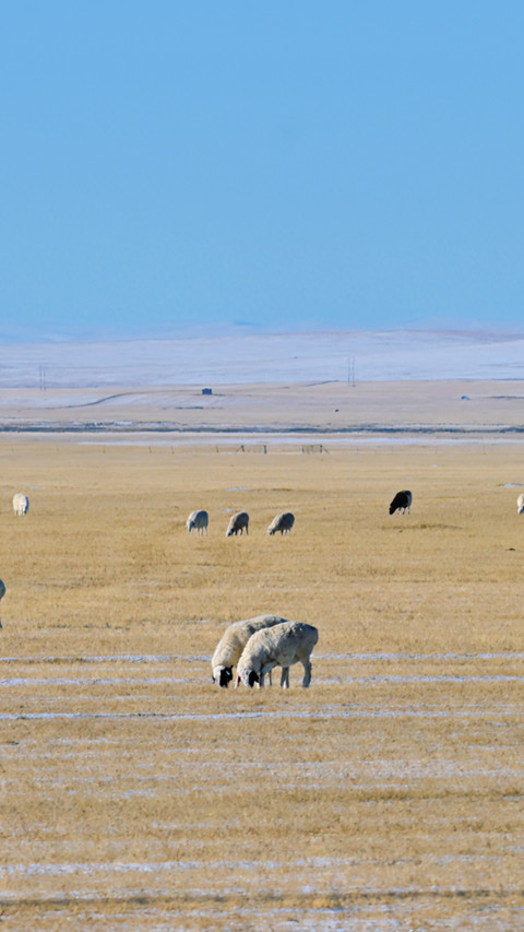 Snow Falling in Hulunbuir screenshot
