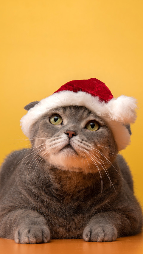 A bigheaded person wearing a christmas hat screenshot