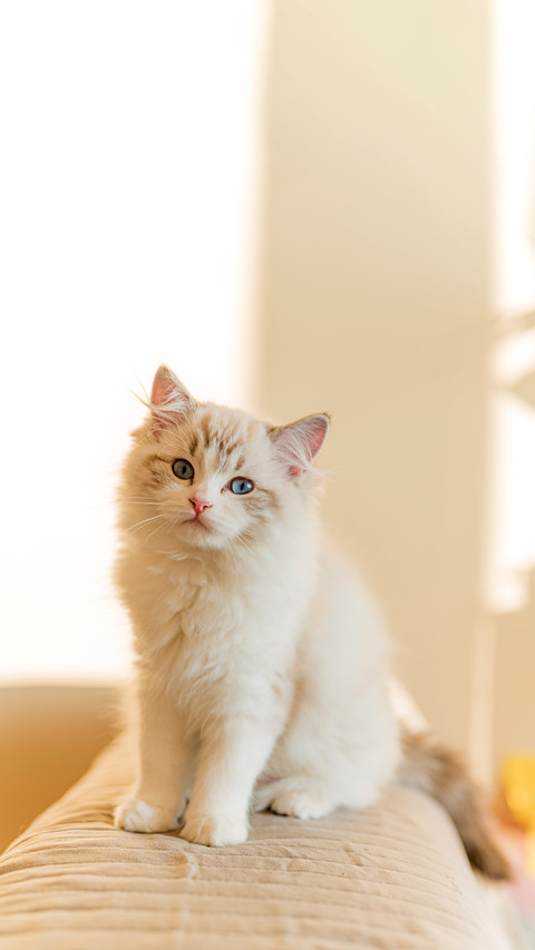 Young beautiful cat sitting on the couch screenshot