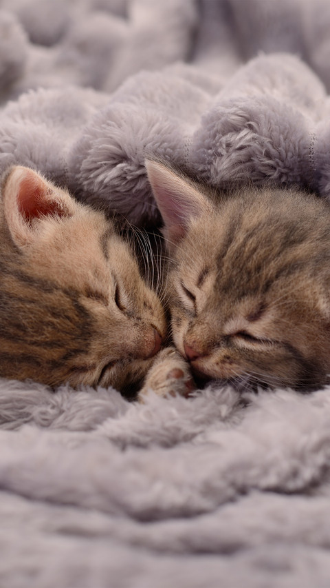 Snuggle up and sleep screenshot