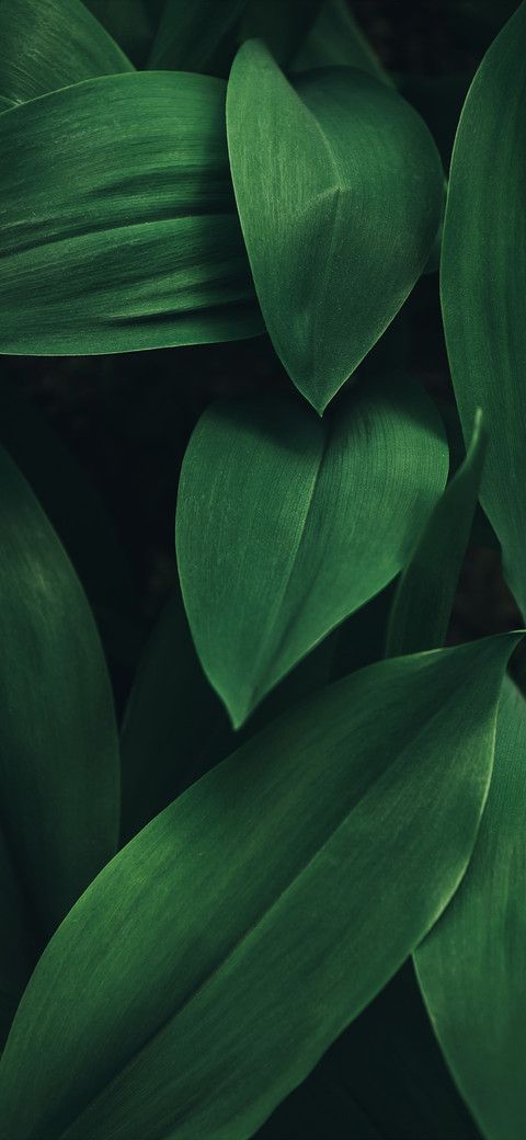 Shadows of Green Leaves-PAIXIN screenshot