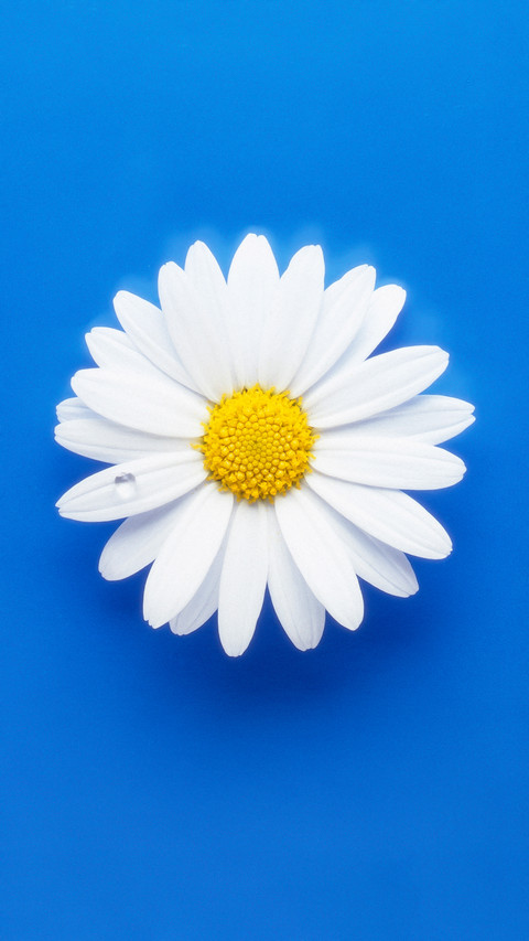 Daisy 5 screenshot