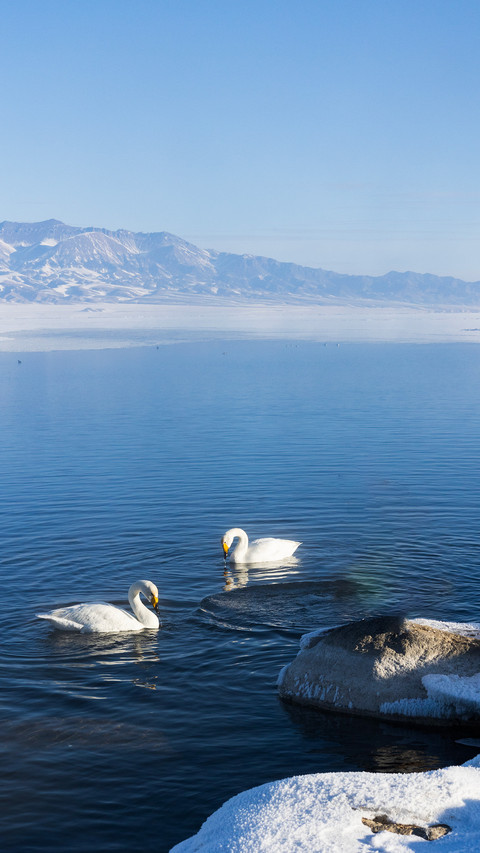 Swans in the lake screenshot