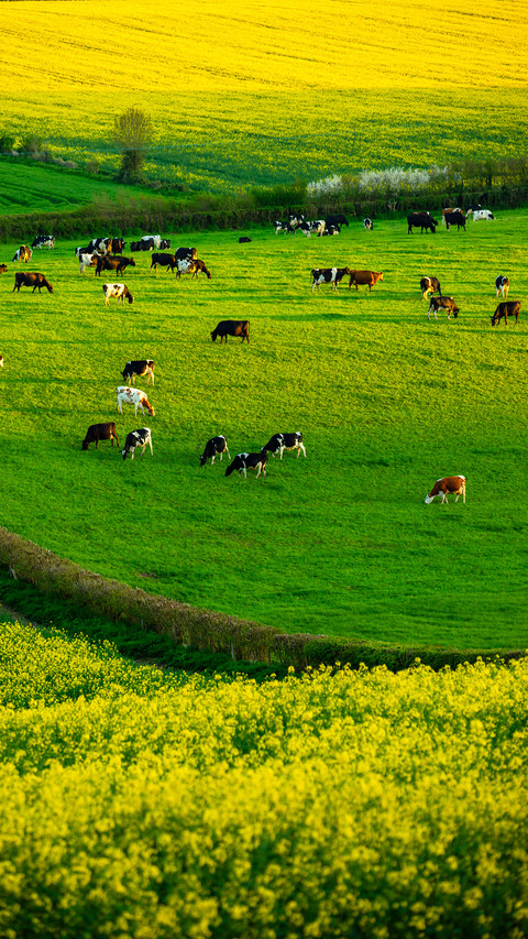 Green grass and cattle herds screenshot