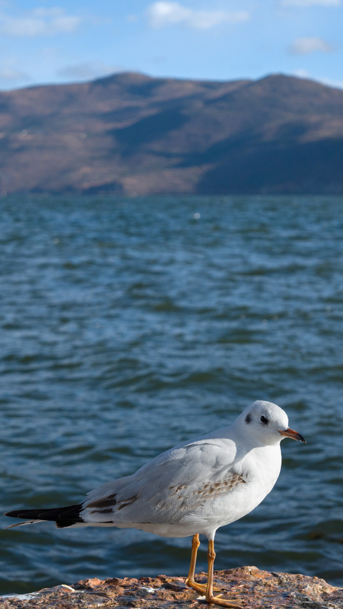 Close up of seagulls screenshot
