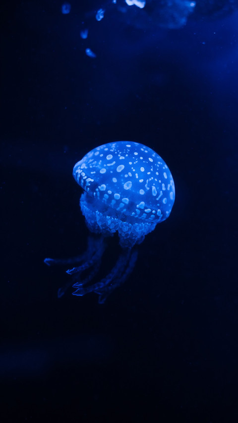 Luminous jellyfish-03 screenshot
