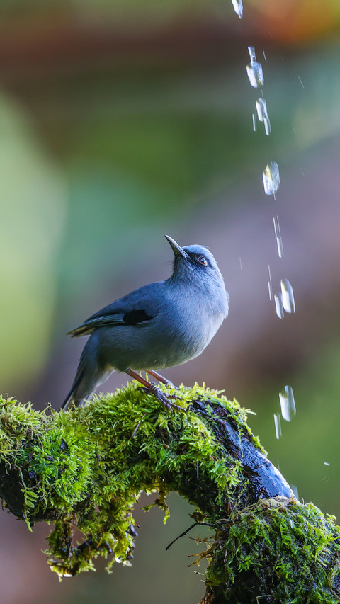 A flock of birds bathe together in the clouds and water screenshot