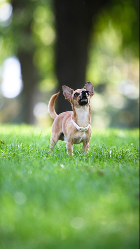 Dog120 screenshot