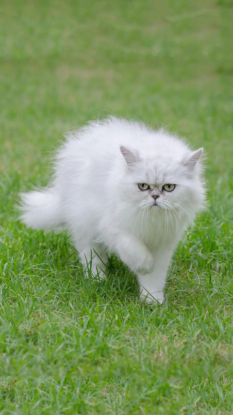 Pet cat63 screenshot