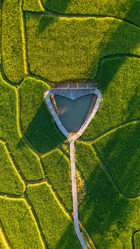 The Heart-Shaped Path in the Rice Field screenshot