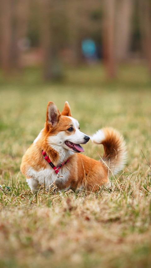 Dog370 screenshot
