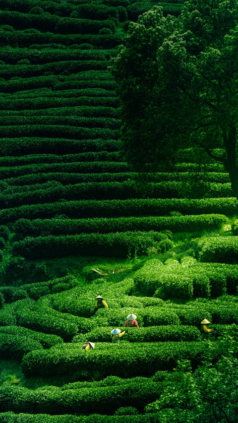 Busy picking Longjing tea before Qingming Festival screenshot