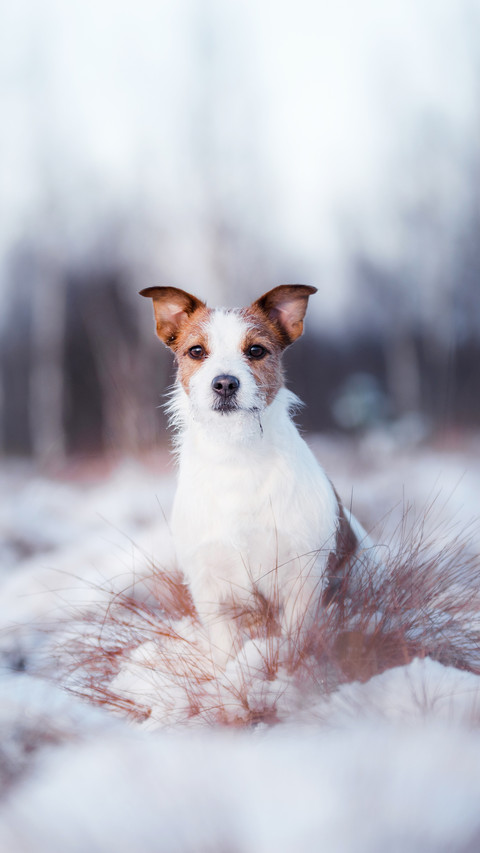 Dog Jack Russell Terrier outdoors in the winter screenshot