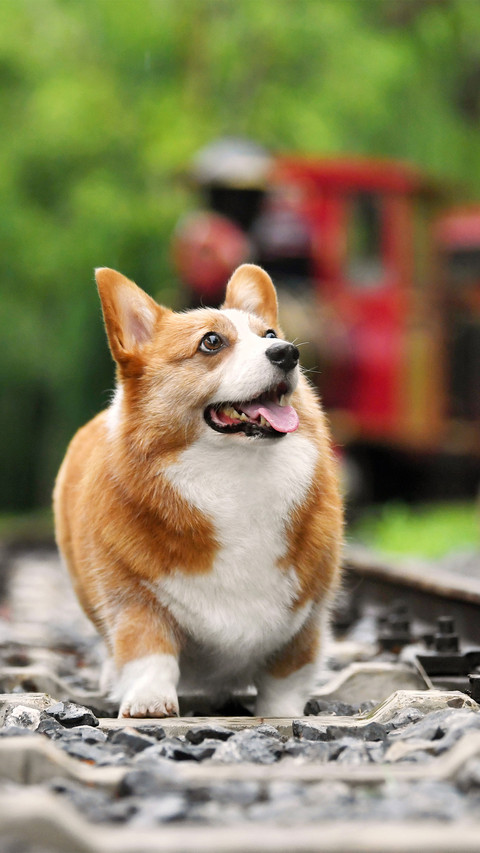 A corgi that sticks out its tongue screenshot