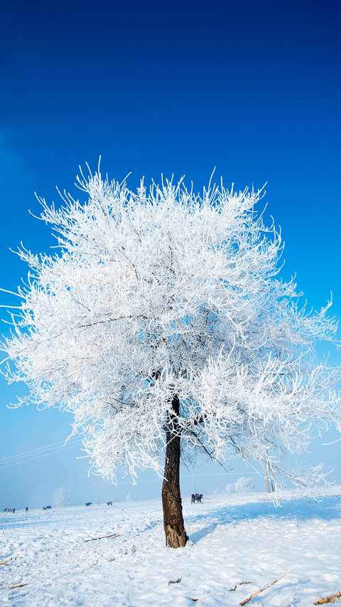 小雪 screenshot