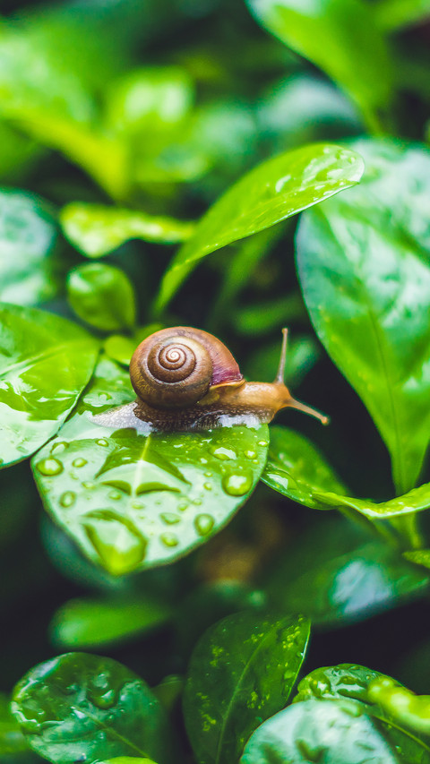 Cute snail-03 screenshot