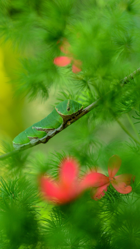 Insect by Rivu Gayen screenshot