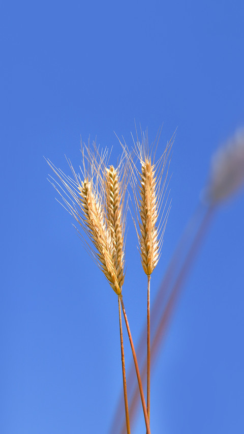 Ears of rye against the sky screenshot