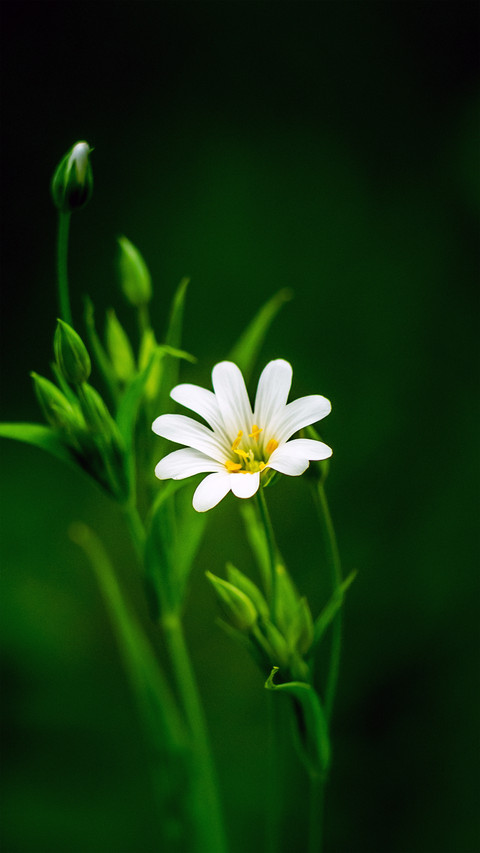 Fresh and natural wildflowers screenshot