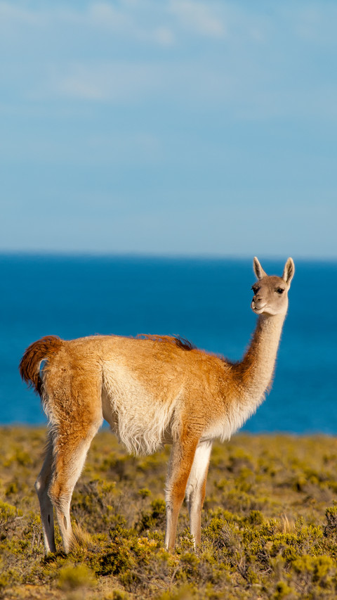 Guanaco (Lama Guanicoe) in Patagonia screenshot