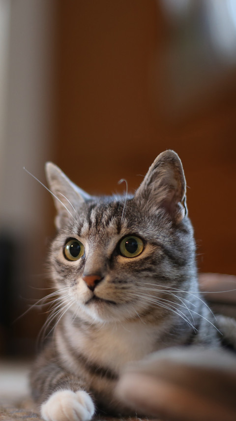What to do if family members oppose keeping cats 01 screenshot