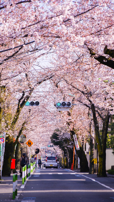 cherry blossom screenshot