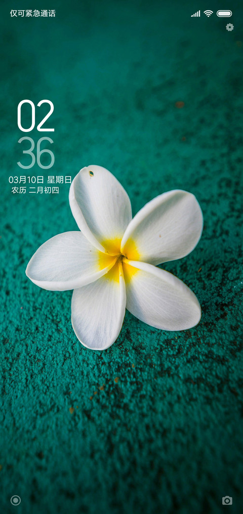 无叶花 screenshot