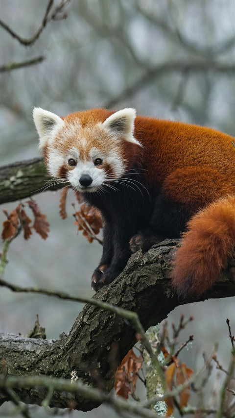 A Red Panda Sitting on A Branch screenshot