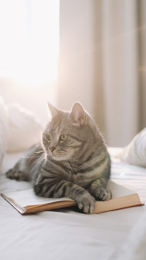 Cute Scottish Straight Grey Tabby Cat Lying on Bed screenshot