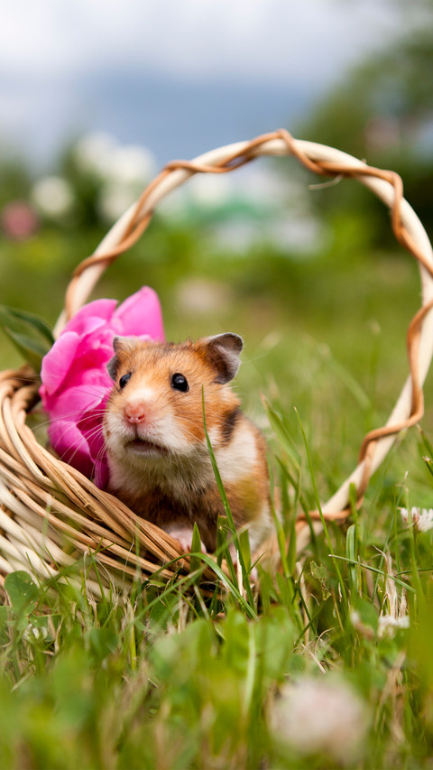 Cute hamster-01 screenshot