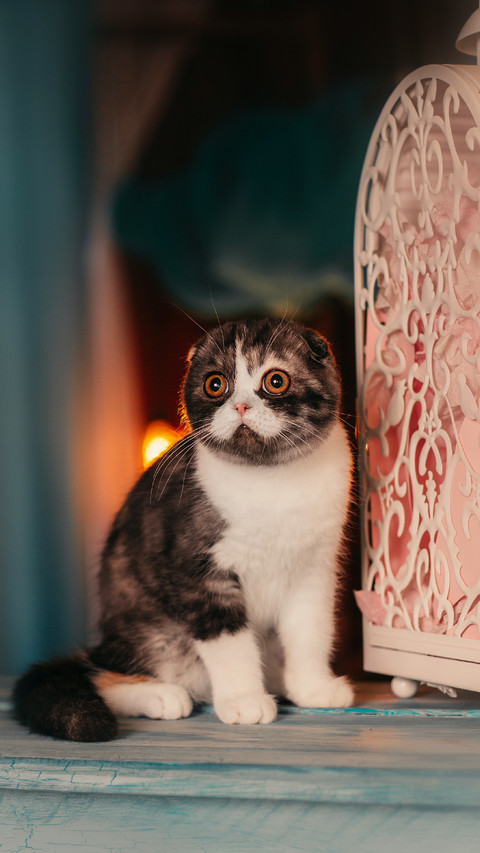 A Cute Cat Sitting on The Table screenshot