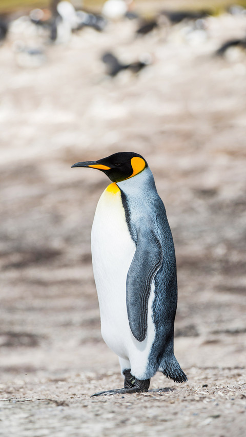 A king penguin in Antarctica screenshot
