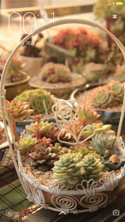 情不自禁爱上多肉植物。 screenshot
