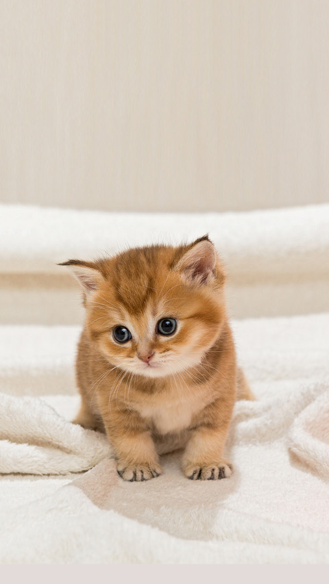 Little kitty and a skein of wool on a white blanket screenshot