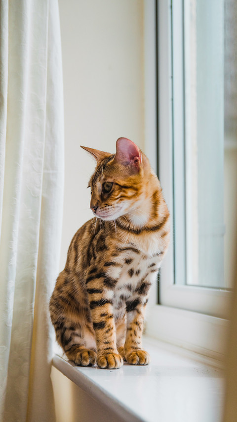 Adorable Bengal cat by the window screenshot