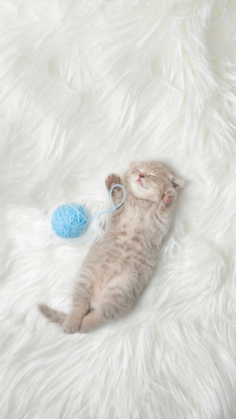 Little Ginger Kitten Sleeps on a White Carpet screenshot
