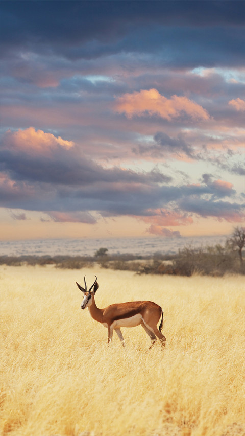 wild animal-01 screenshot