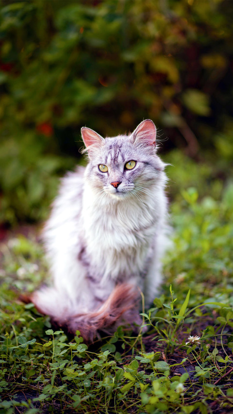 Outdoor cat screenshot