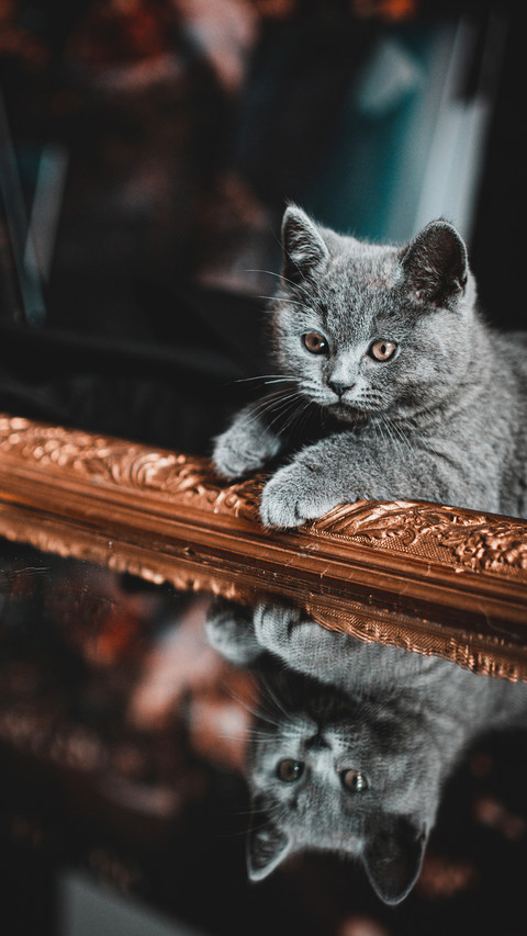 Psychological activity of cats rubbing against you 3 screenshot