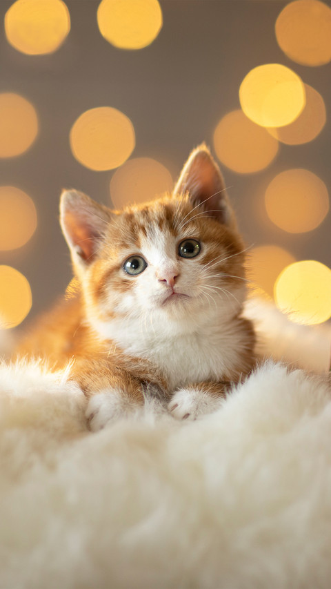 A Small Red Kitten with a Gift Sits Looking at the Camera screenshot