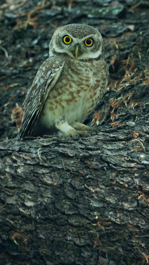 Bird by Rivu Gayen screenshot