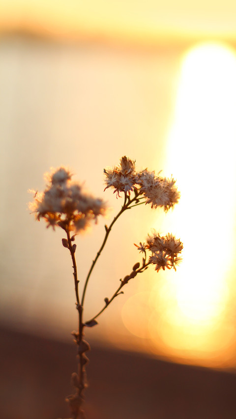 Dead plants and flowers at sunset screenshot