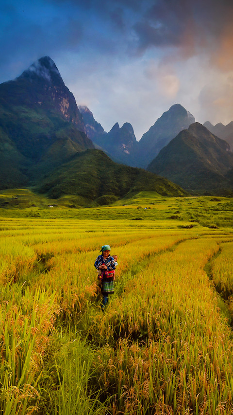 Exquisite terraced fields screenshot
