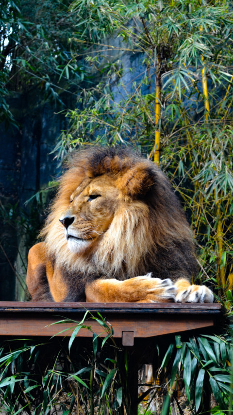 King of the Jungle B2 (8) screenshot